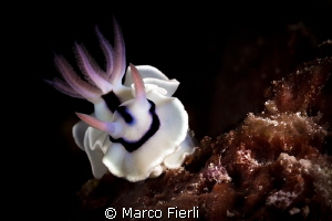 loch's chromodoris by Marco Fierli 